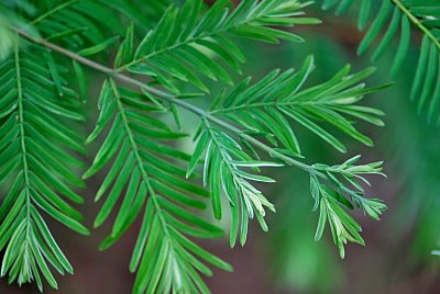 Metasequoia glyptostroboides 'White Spot' - metasekvoje čínská - jarní výhonek, listy (jehlice) detail
